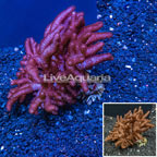 Sinularia Leather Coral Vietnam (click for more detail)