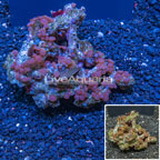 Zoanthus Coral Indonesia (click for more detail)