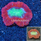 Open Brain Coral Australia (click for more detail)