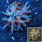 Sinularia Leather Coral Indonesia (click for more detail)
