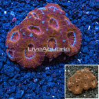 Acan Lord Coral Australia (click for more detail)