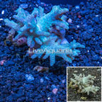 Sinularia Leather Coral Indonesia (click for more detail)