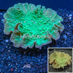 Green Cabbage Leather Coral Vietnam (click for more detail)