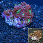 Rhodactis Mushrooms Vietnam (click for more detail)