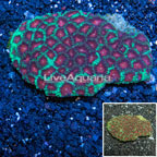 Favia Coral Australia (click for more detail)