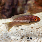 Brunneus Fairy Wrasse (click for more detail)