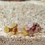 Yellowspot Scorpionfish (click for more detail)