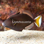 White Tip Triggerfish (click for more detail)