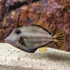 Leather Jacket Filefish (click for more detail)