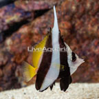 Heniochus Black and White Butterflyfish (click for more detail)