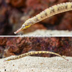 Dragonface Pipefish EXPERT ONLY (click for more detail)
