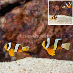 Clarkii Clownfish, Pair (click for more detail)