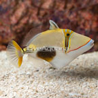 Bursa Triggerfish (click for more detail)