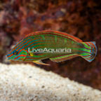 Melanurus Wrasse (click for more detail)