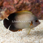 Half Black Angelfish (click for more detail)