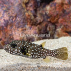 Stars and Stripes Puffer (click for more detail)