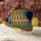 Regal Angelfish EXPERT ONLY (click for more detail)