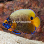 Blue Face Angelfish (click for more detail)
