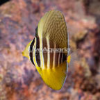 Sailfin Tang (click for more detail)