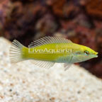Green Wrasse (click for more detail)