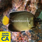 Xanthurus Cream Angelfish (click for more detail)