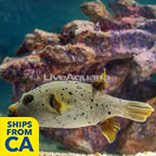 Dogface Puffer (click for more detail)