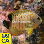 Red Stripe Eibli Angelfish (click for more detail)