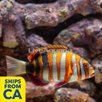 Harlequin Tusk (click for more detail)
