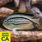 Lamarck Angelfish (click for more detail)