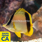 Marcella Butterflyfish (click for more detail)
