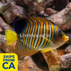 Regal Angelfish EXPERT ONLY (click for more detail)