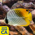 Auriga Butterflyfish (click for more detail)