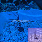 Purple Frilly Gorgonian (click for more detail)