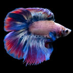 Multicolor Marble Doubletail Halfmoon Betta, Male (click for more detail)