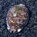 Cowrie Tiger Snail (click for more detail)