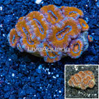 Acan Lord Coral Australia (click for more detail)