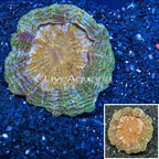 Meat Coral Australia (click for more detail)