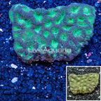 Goniastrea Brain Coral Australia (click for more detail)