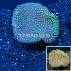 Toadstool Mushroom Leather Coral Vietnam (click for more detail)