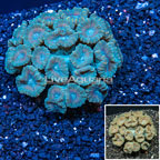 Caulastrea Coral Australia (click for more detail)