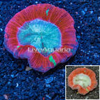 Open Brain Coral Indonesia (click for more detail)