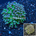 Goniopora Coral Australia (click for more detail)