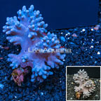 Sinularia Finger Leather Coral Indonesia (click for more detail)