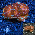 Acan Lord Coral Australia (click for more detail)