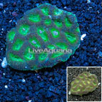 Favia Coral Australia (click for more detail)
