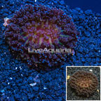Frogspawn Coral Indonesia (click for more detail)