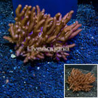 Blushing Leather Coral Vietnam  (click for more detail)