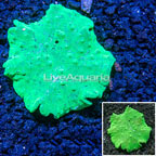 Green Cabbage Leather Coral Vietnam (click for more detail)