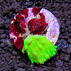 LiveAquaria® Cabbage Leather Coral  (click for more detail)