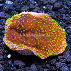 LiveAquaria® Green Polyp Crateriformis Acropora Coral (click for more detail)
